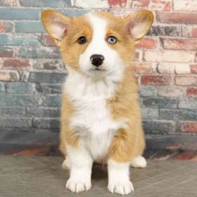 Pembroke Welsh Corgi
