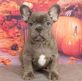 French Bulldog