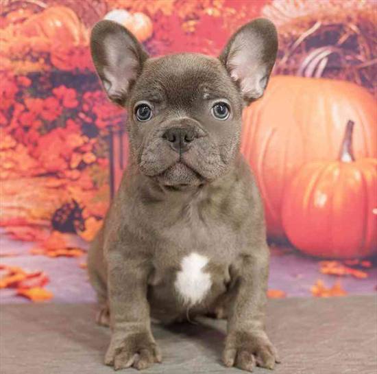 French Bulldog