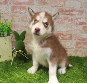 Siberian Husky