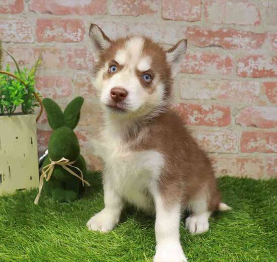 Siberian Husky