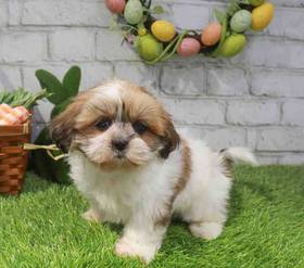 Shih Tzu
