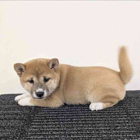 Shiba Inu