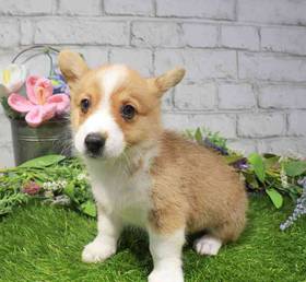 Pembroke Welsh Corgi