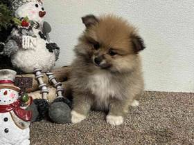 Pomeranian