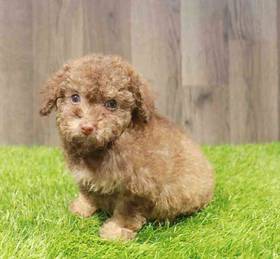 Mini Poodle