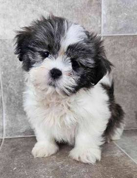 Shih Tzu