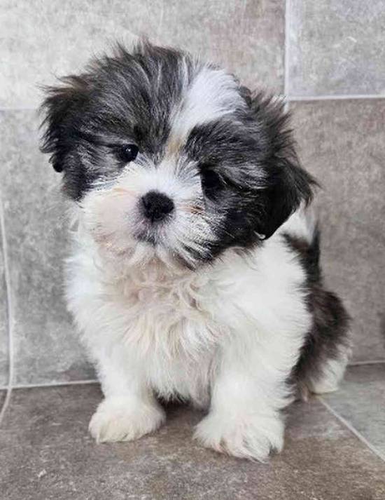 Shih Tzu