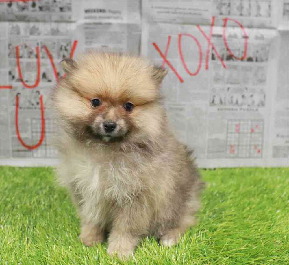 Image of a pet breed in the gallery