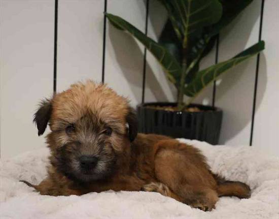 Soft Coated Wheaten Terrier