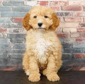 Cavapoo