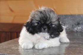 Pekingese