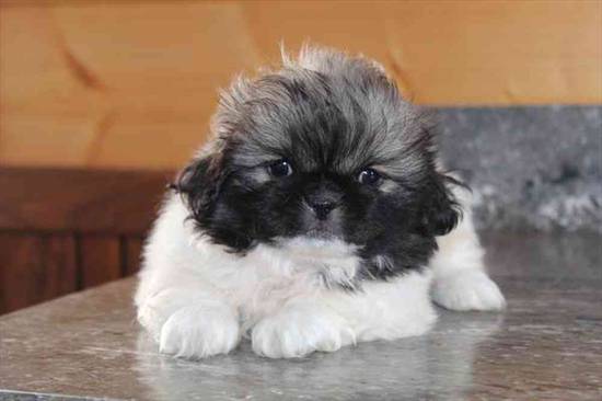 Pekingese