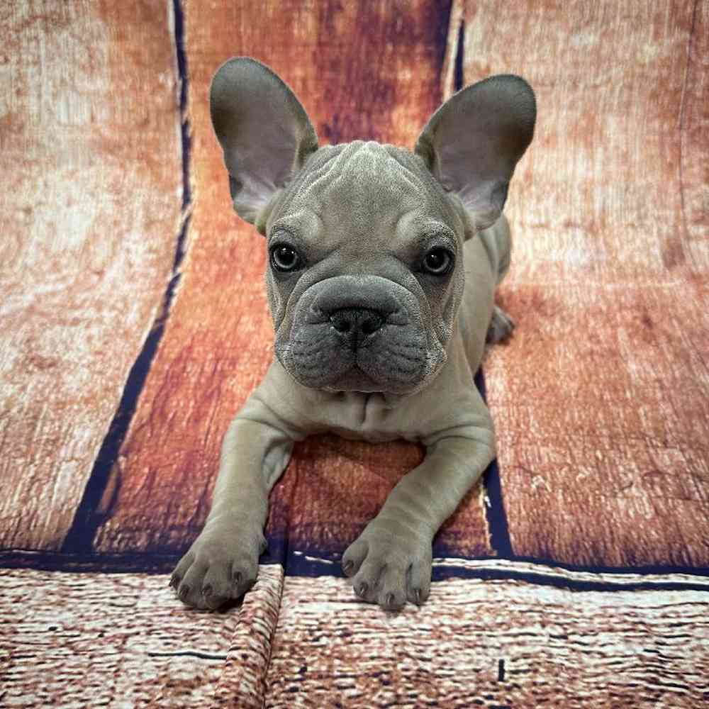 Image of a pet breed in the gallery