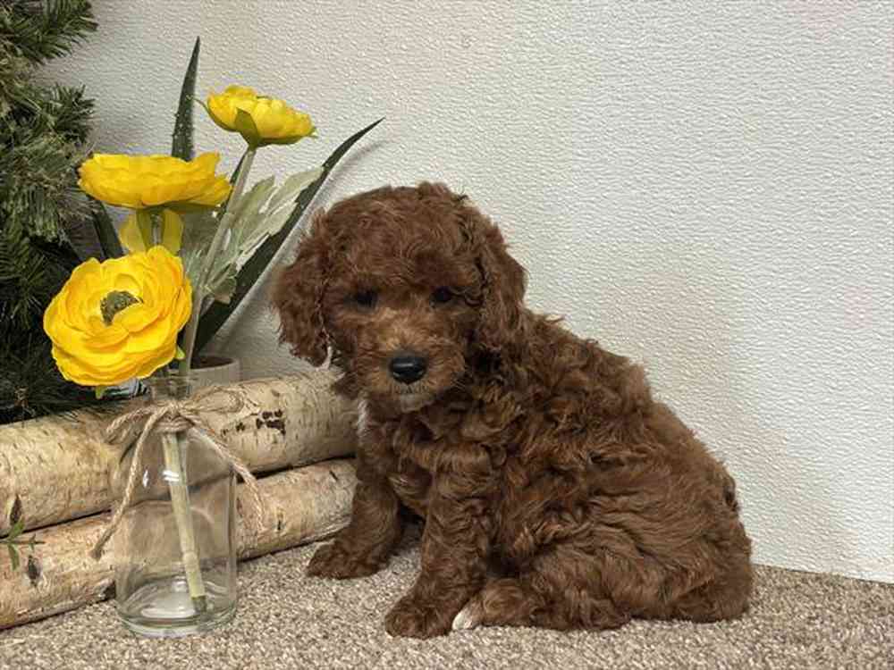 carousel pet images