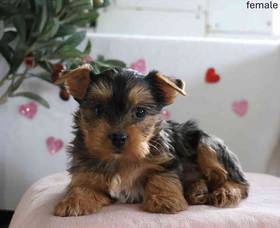 Yorkie
