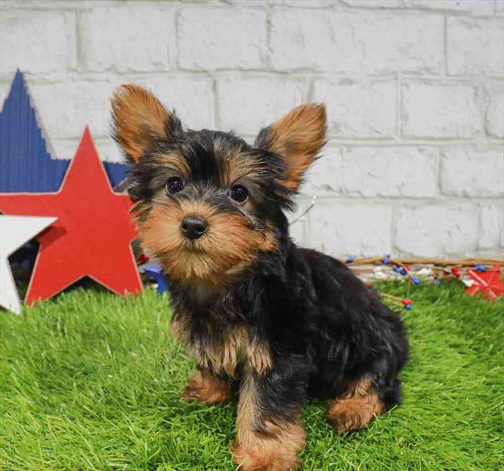 Image of a pet breed in the gallery