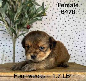 Shorkie
