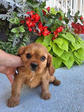 Cavalier King Charles Spaniel