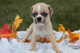 Puggle