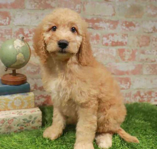 Mini Goldendoodle 2nd Gen