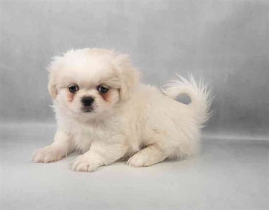 Pekingese