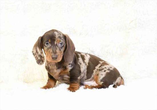 Dachshund