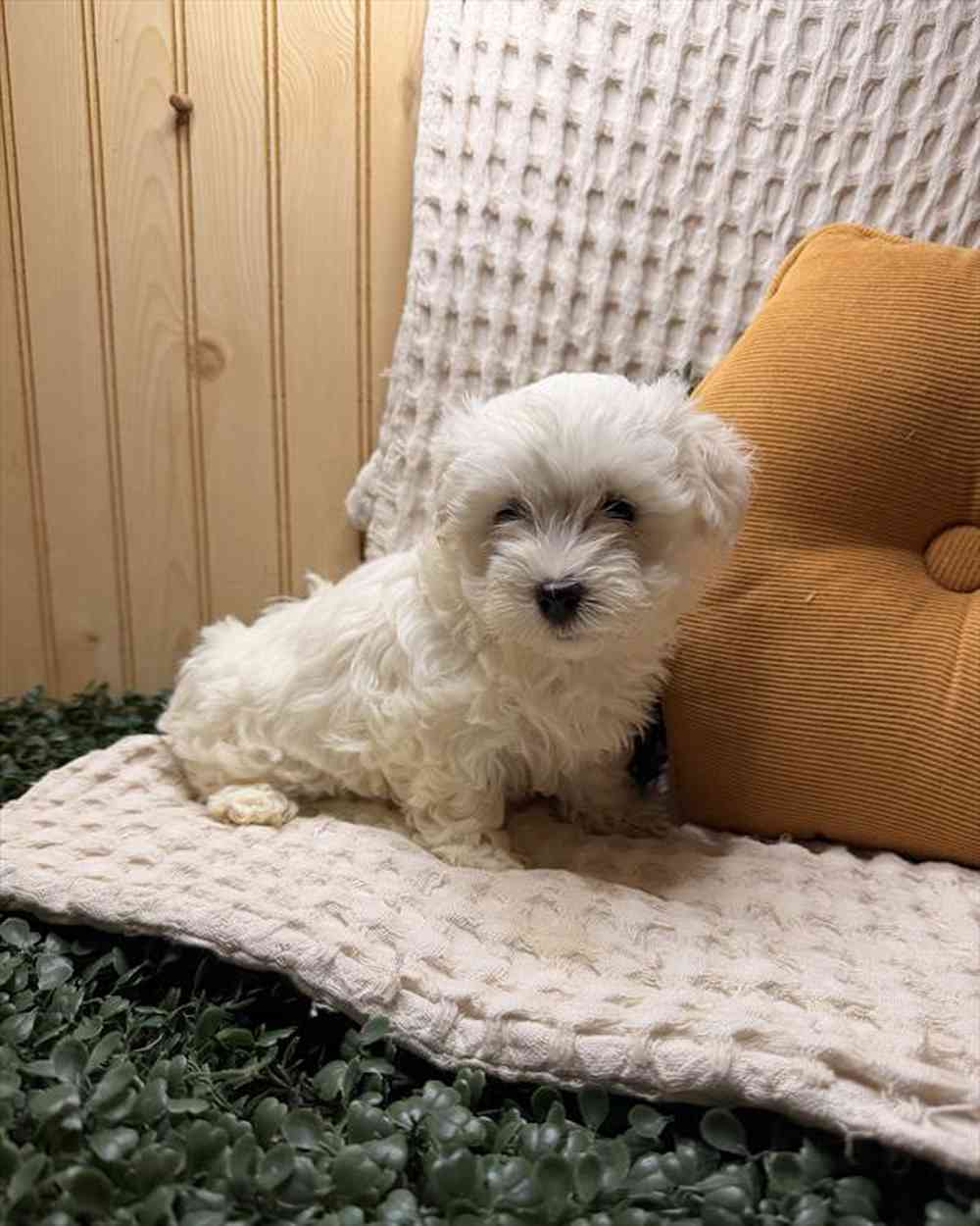 carousel pet images