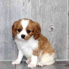 Cavalier King Charles Spaniel