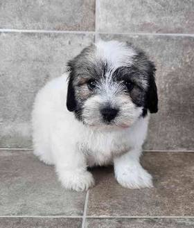 Coton De Tulear