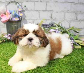 Shih Tzu