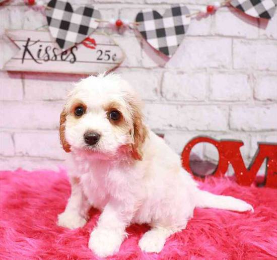 Cavachon