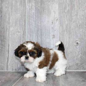 Shih Tzu