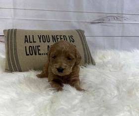 Goldendoodle
