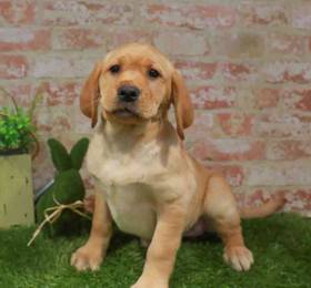 Labrador Retriever