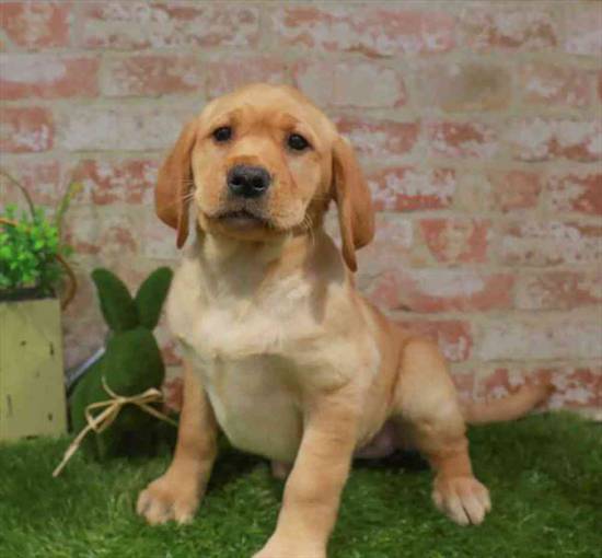 Labrador Retriever