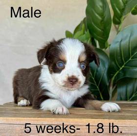 Miniature Australian Shepherd