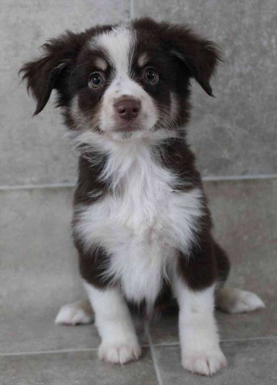 Miniature Australian Shepherd