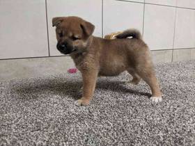 Shiba Inu