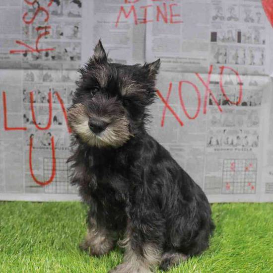 Mini Schnauzer