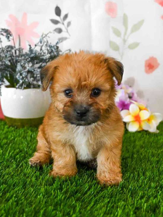 Morkie