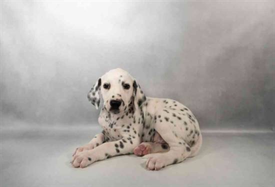 Dalmatian