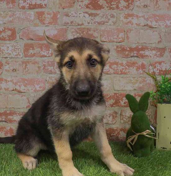 German Shepherd