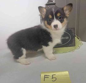 Pembroke Welsh Corgi