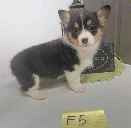 Pembroke Welsh Corgi