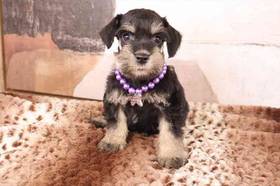 Mini Schnauzer