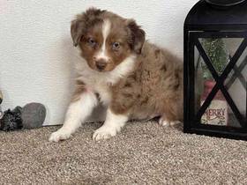 Miniature Australian Shepherd