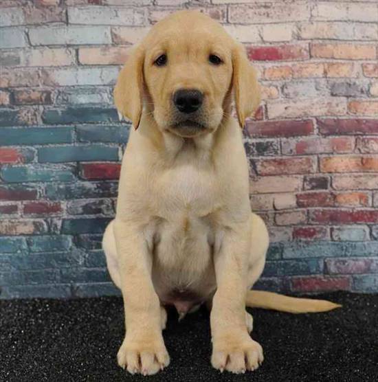 Labrador Retriever