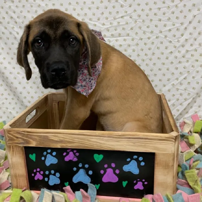 English Mastiff image