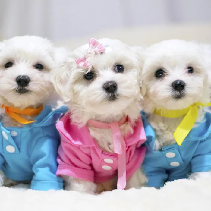 Maltese Puppies for Sale
